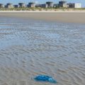 Interruption des réacteurs de Gravelines en raison des méduses