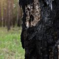Arbres résistants aux flammes : un atout pour votre jardin