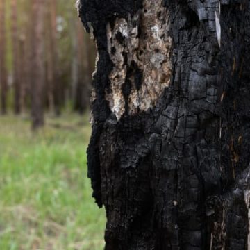 Arbres résistants aux flammes : un atout pour votre jardin