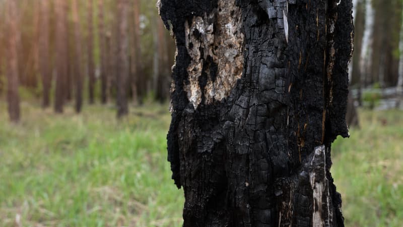 ad152c0f-9df8-4798-a907-387191d45893 Arbres résistants aux flammes : un atout pour votre jardin