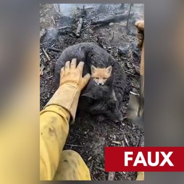 b1188b20-bb1c-4128-985e-19f970b56246 La faune face aux incendies: vidéos virales, réalité et désinformation
