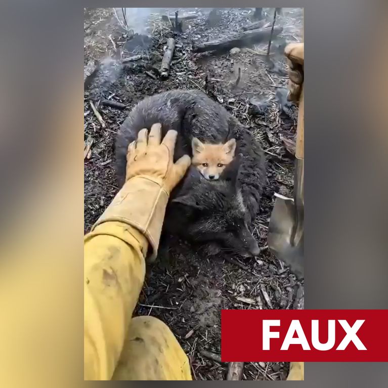 b1188b20-bb1c-4128-985e-19f970b56246 La faune face aux incendies: vidéos virales, réalité et désinformation
