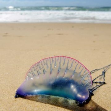 Les physalies perturbent la baignade sur le littoral aquitain