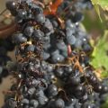 Les vignobles de Gironde frappés par un violent orage de grêle