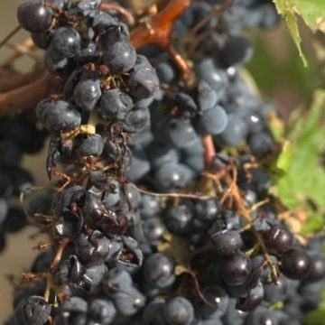Les vignobles de Gironde frappés par un violent orage de grêle