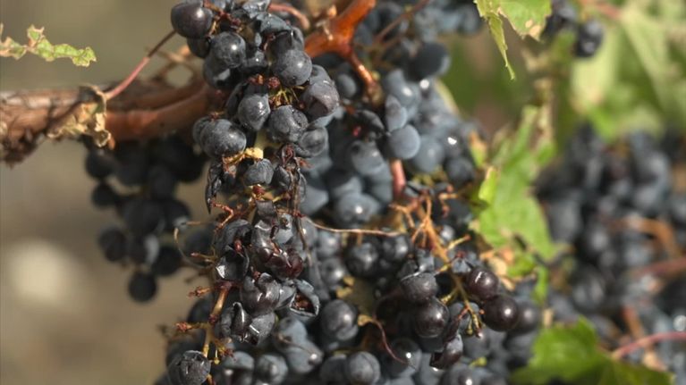 b6c480db-34c4-4914-aa2a-3999ab624235 Les vignobles de Gironde frappés par un violent orage de grêle