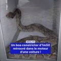 Un boa constrictor découvert dans le moteur d&rsquo;une voiture