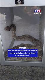 ba01f155-b24f-4f99-87a3-6bbfba800a5f Un boa constrictor découvert dans le moteur d’une voiture