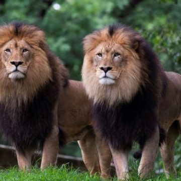 bf63b9ac-361c-406e-98bc-c0f0c947f993 La canicule au Japon affecte les lions d’un zoo à Tokyo
