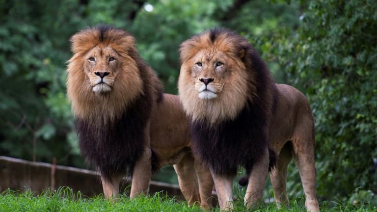 bf63b9ac-361c-406e-98bc-c0f0c947f993 La canicule au Japon affecte les lions d’un zoo à Tokyo