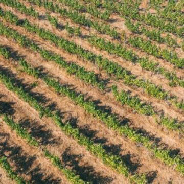 Impact des incendies en Gironde sur le millésime 2026