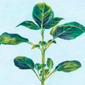 Un Parfum d&rsquo;Été : La Rencontre du Basilic et de la Parfumerie