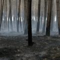 Aide et reconstruction après l&rsquo;incendie en Gironde