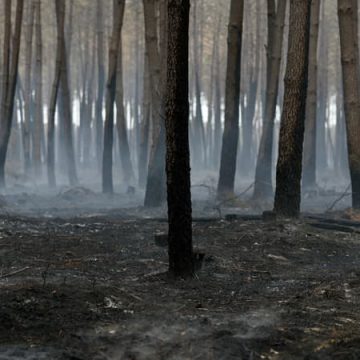 c92b86a2-dd72-4864-b15d-3411c02a5cdf Aide et reconstruction après l’incendie en Gironde