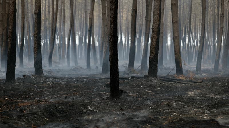 c92b86a2-dd72-4864-b15d-3411c02a5cdf Aide et reconstruction après l’incendie en Gironde