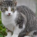 Caroline face à la disparition inquiétante de son chat