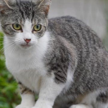 Caroline face à la disparition inquiétante de son chat