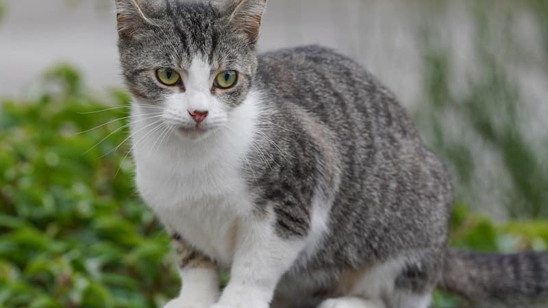 d611ea69-027d-4b97-8712-171ee5739b7d Caroline face à la disparition inquiétante de son chat