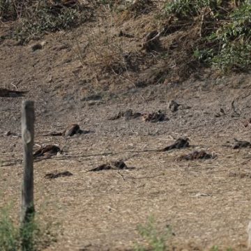 d6345708-f984-4b28-9b5b-0f7f4c2f8be1 Mortalité massive dans un élevage de faisans proche de Lyon : enquête sur la souffrance animale