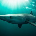 Un pêcheur mordu par un requin en Irlande