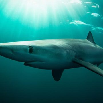 de889698-5fc7-48f8-9760-c3a8c0c4475a Un pêcheur mordu par un requin en Irlande