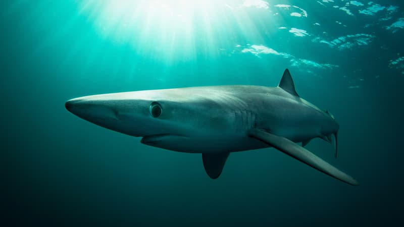 de889698-5fc7-48f8-9760-c3a8c0c4475a Un pêcheur mordu par un requin en Irlande