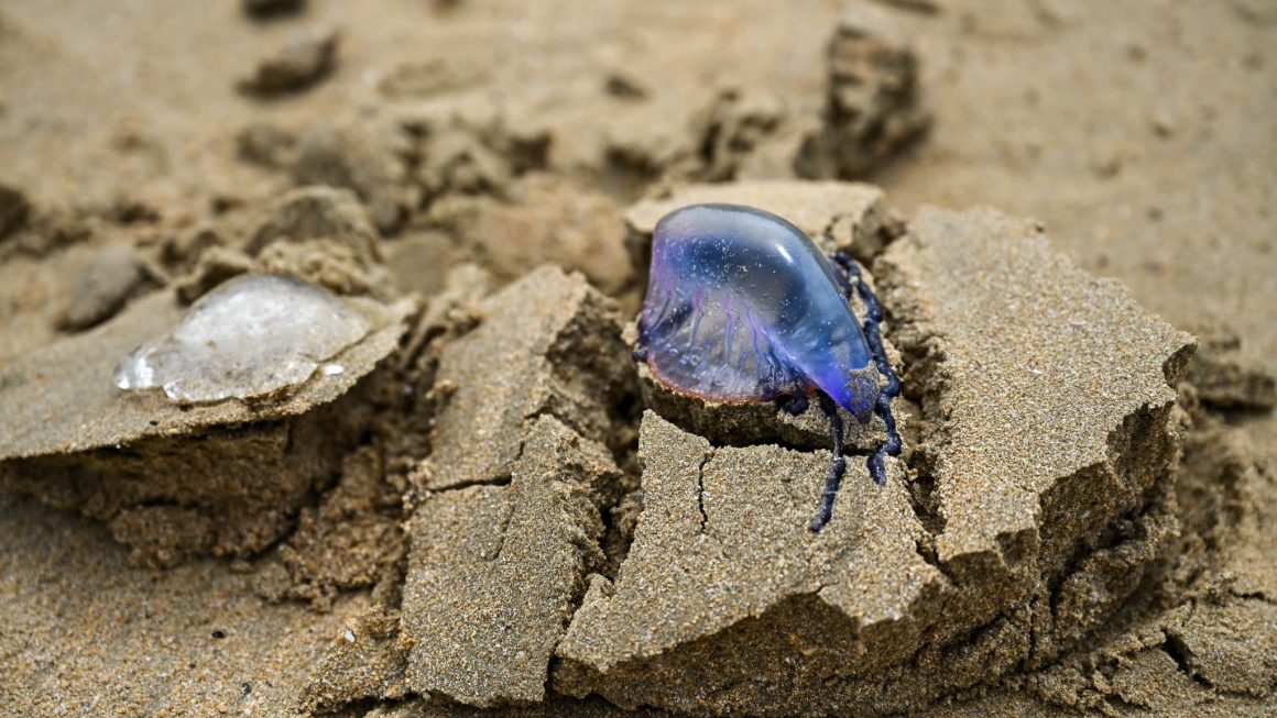 Les physalies envahissent les plages des Landes: risques et conseils