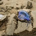 Les physalies envahissent les plages des Landes: risques et conseils