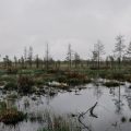 La restauration des zones humides en Finlande : enjeux environnementaux et sécuritaires