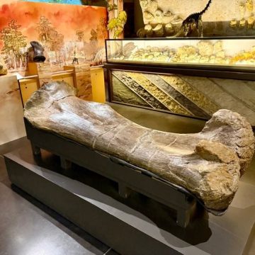 Fossiles de Dinosaure à Angoulême : Découvertes et Projets