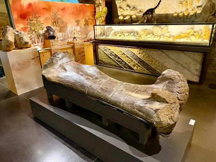 e751e32a-9b75-4ea9-b66d-9175f507676c Fossiles de Dinosaure à Angoulême : Découvertes et Projets