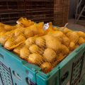 Crise de Production de Pommes de Terre en France