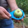 Les fruits et légumes imparfaits trouvent leur place dans les étals
