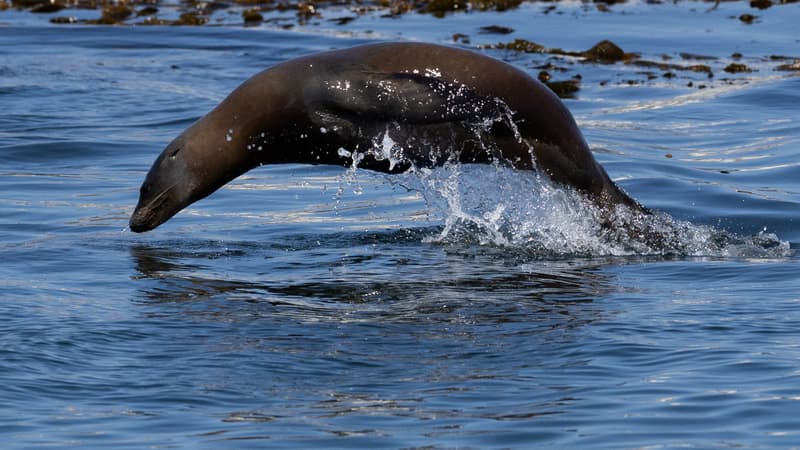eb15c5c1-70e0-4089-b703-1b3c730b6492 Infraction fédérale pour mauvais traitement d’un lion de mer à San Diego