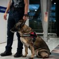 Arrestation de Français en Thaïlande pour Trafic de Drogue