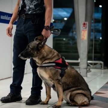 ef8eb6f2-cff7-4e7e-bebe-abfe07bddb0e Arrestation de Français en Thaïlande pour Trafic de Drogue