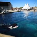 L&rsquo;avenir incertain des dauphins après l&rsquo;abandon du projet de Beauval