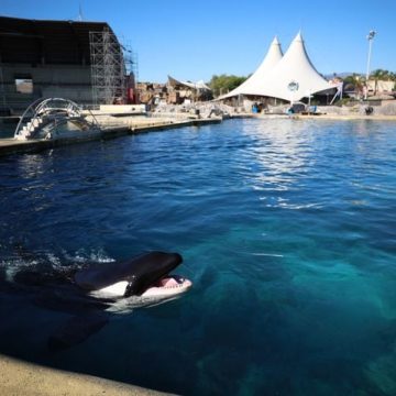 L&rsquo;avenir incertain des dauphins après l&rsquo;abandon du projet de Beauval