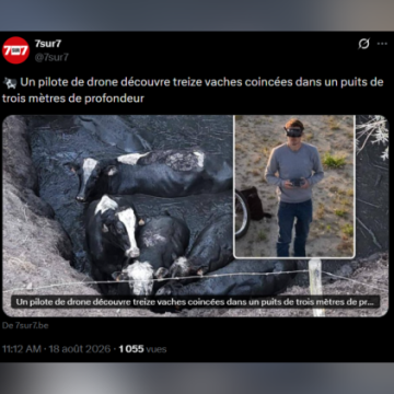 Un drone sauve 13 vaches piégées en Belgique