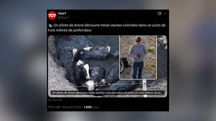 f8034eda-9613-4946-9672-1f7aaddd258a Un drone sauve 13 vaches piégées en Belgique