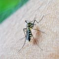 Le moustique tigre et la dengue pourraient se répandre en France d&rsquo;ici 2075