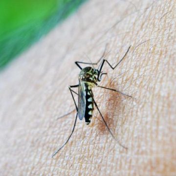 f905653e-2ef0-4c89-a006-27fcce2b2814 Le moustique tigre et la dengue pourraient se répandre en France d’ici 2075