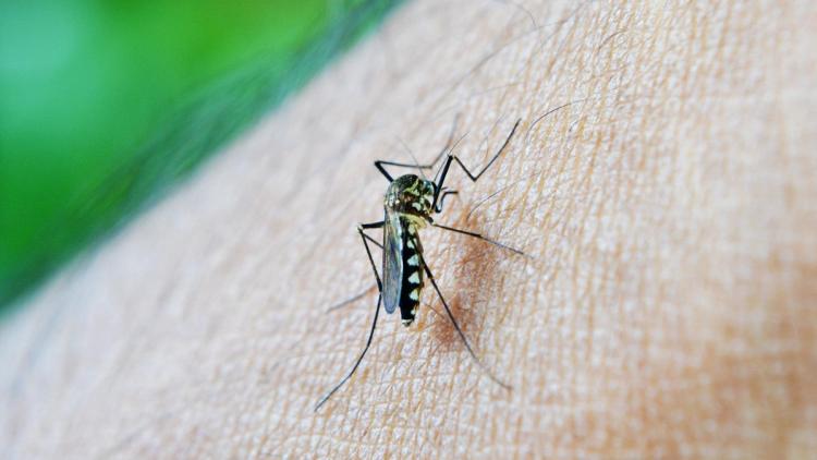f905653e-2ef0-4c89-a006-27fcce2b2814 Le moustique tigre et la dengue pourraient se répandre en France d’ici 2075
