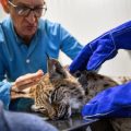 Protection du lynx dans le massif du Jura par signalisation routière