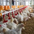 Mesures d&rsquo;urgence pour les agriculteurs face à la canicule