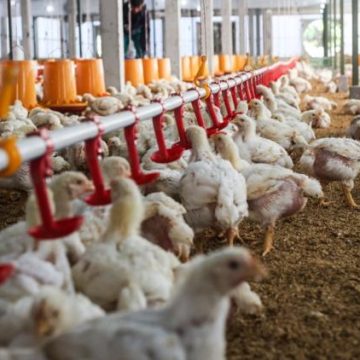 Mesures d&rsquo;urgence pour les agriculteurs face à la canicule