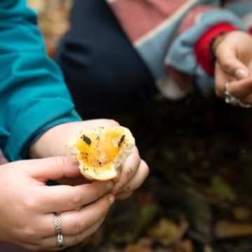 Précautions Importantes Lors de la Cueillette des Champignons