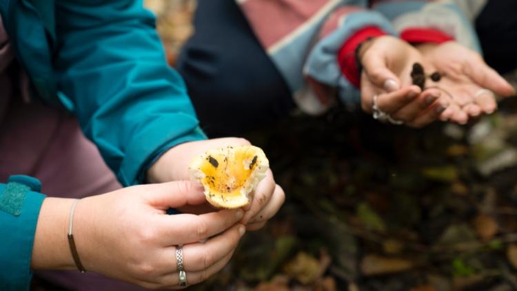 0890a9c3-f98c-467f-a6d1-688c259424e0 Précautions Importantes Lors de la Cueillette des Champignons