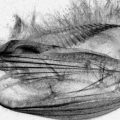 La Cognition des Eucaryotes Unicellulaires