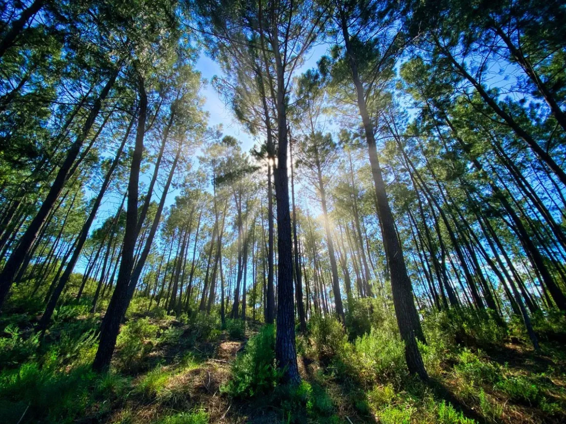 La Forêt au Cinéma: Entre Angoisse et Enchantement